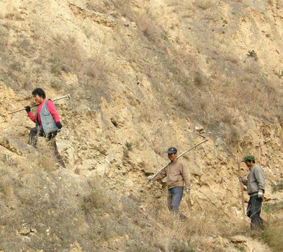 雖沒(méi)有十里桃林，漫山遍野的灼灼芳華。但我們有萬(wàn)畝國(guó)家級(jí)標(biāo)準(zhǔn)化油橄欖種植示范基地，漫山遍野，香氣撲鼻。畝是中國(guó)市制土地面積單位，一畝等于六十平..