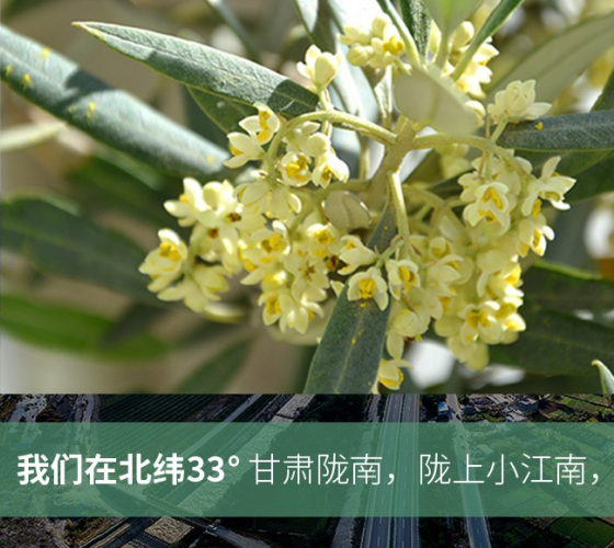 武都的氣候、土壤等與地中海沿岸極其相似，同處于世界頂級(jí)油橄欖黃金生產(chǎn)帶（32°58--33°36）年平均氣溫為14.7°，年日照時(shí)數(shù)1911..